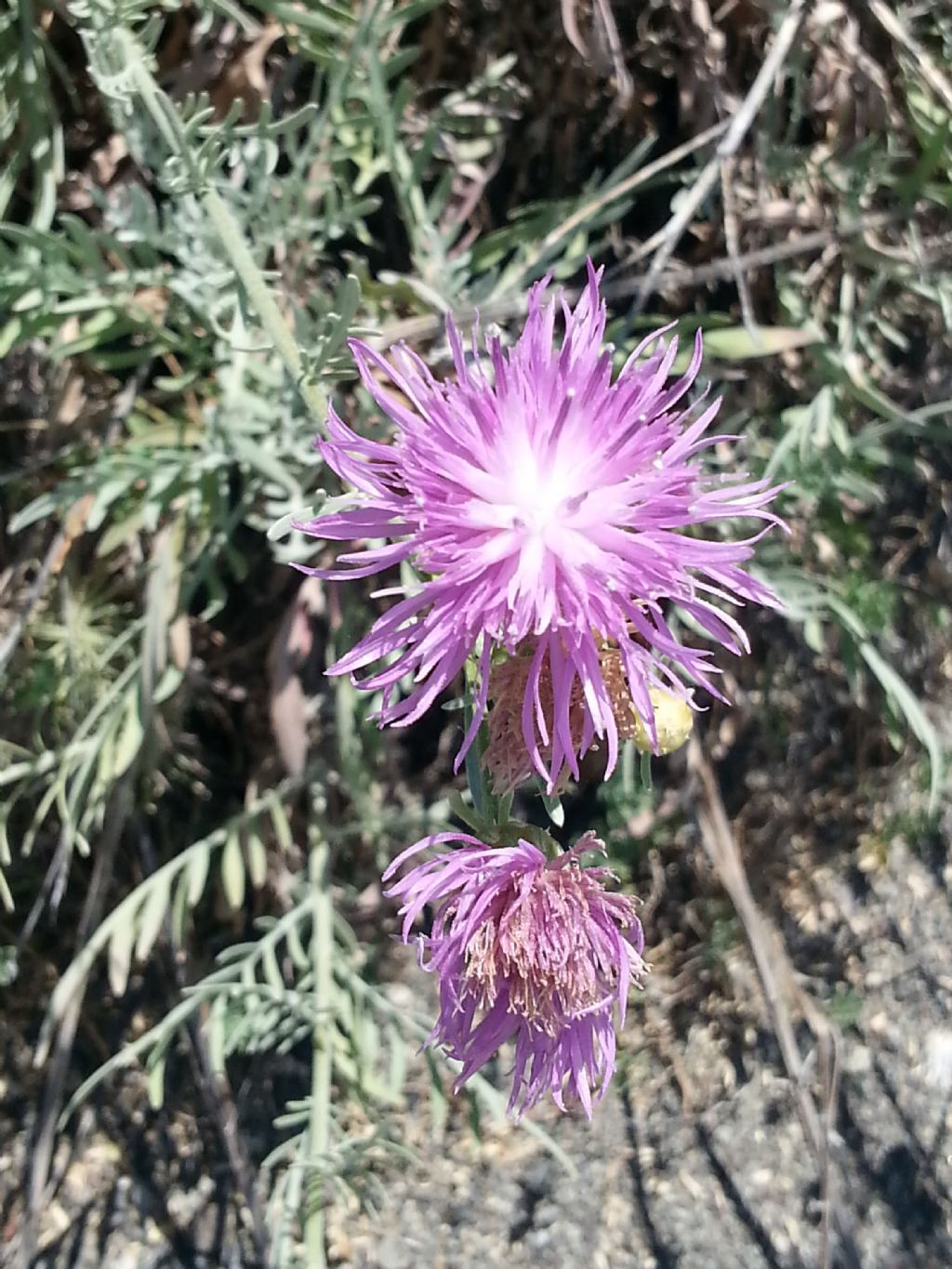 Centaurea aeolica / Fiordaliso delle Eolie